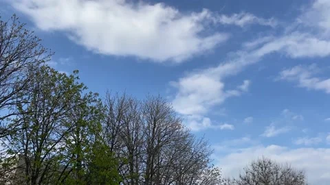 Tree branches against the blue sky and clouds Stock Footage 239672008