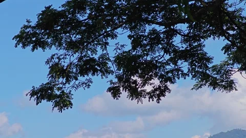 Tree branches against blue sky. Stock Footage 305975994