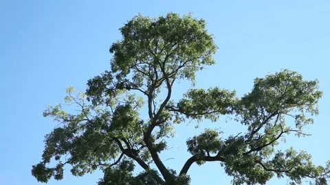 Tree branches against blue sky Video stock 306034086