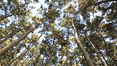 Tree branches against blue sky Vídeos de archivo 306040460