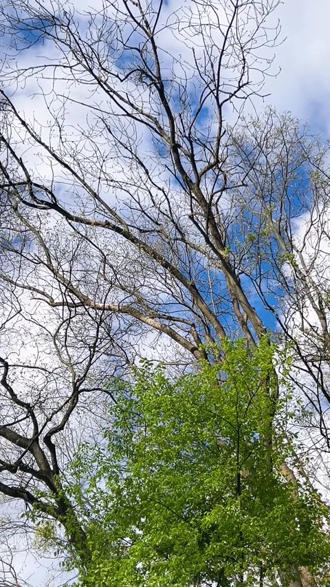 Tree branches against blue sky. Clouds floating in the background. Video stock 333630125