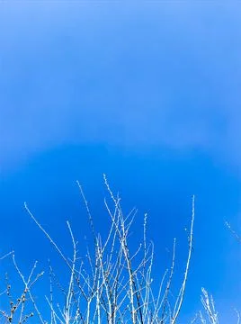Tree branches against the blue sky Stock Photos