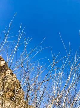 Tree branches against the blue sky Photos