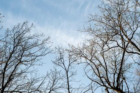 Tree branches against the blue sky. In spring, without leaves. Stock Photos