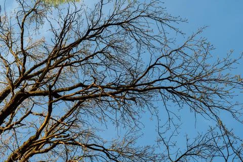 Tree branches against the blue sky. In spring, without leaves. Stock Photos