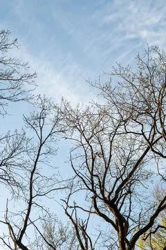 Tree branches against the blue sky. In spring, without leaves. Stock Photos