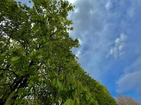Tree branches against the blue sky and clouds Stock-Fotos