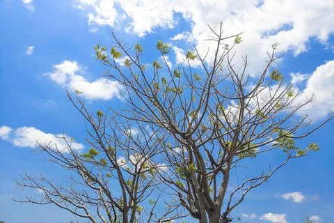 Tree Branches against Blue Sky during the day Фото