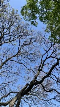 Tree branches against blue sky Stock Photos