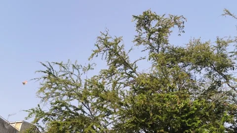 Tree branches against clear blue sky Stock Footage 346659375