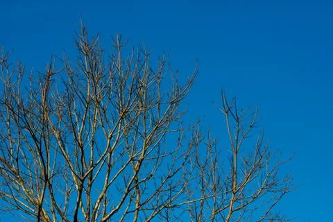 Tree branches against clear blue sky background. Stock Photos