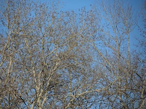 Tree branches against clear blue sky, Spring nature awakening, Bare winter b 写真素材