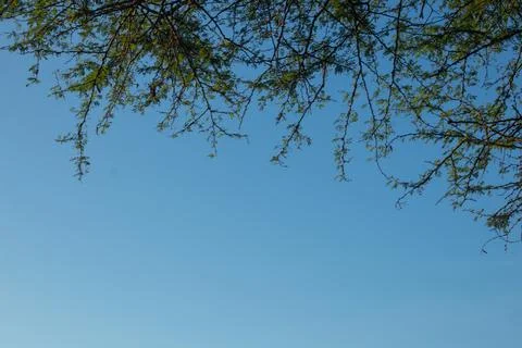 Tree Branches Against a Clear Blue Sky Stock Photos