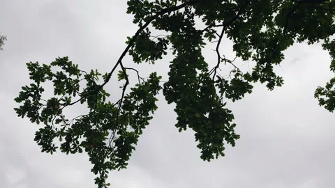 Tree branches against a cloudy cloudy sky. Shooting from the bottom up Vídeo Stock 171459051