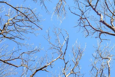 Tree branches against cloudy sky background, space for text. Stock Photos