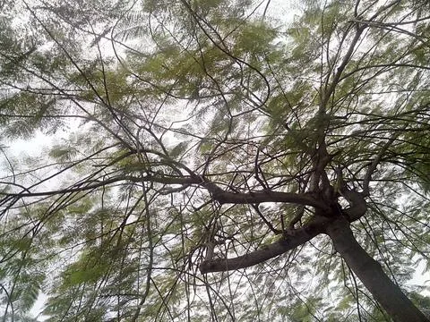 Tree Branches Against a Cloudy Sky Stock Photos
