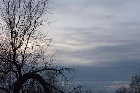 Tree branches against the evening sky Stock Photos