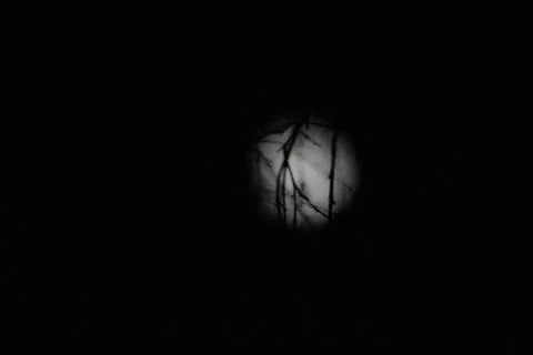 Tree branches against the moon Foto stock