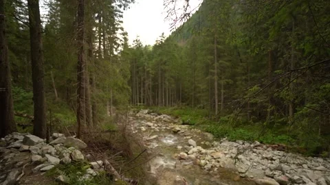 Tree branches against out of focus Mountain river in Tatra mountains, Poland Stock Footage 161756788