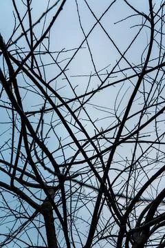 Tree branches against the sky, abstraction, interlacing, maximalism, backgrou Stock Photos