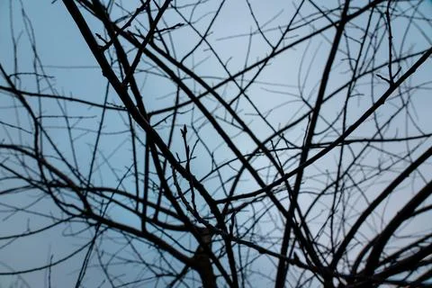 Tree branches against the sky, abstraction, interlacing, maximalism, backgrou Stock Photos