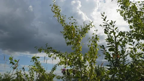 Tree branches against the sky and clouds. Stock Footage 96422918