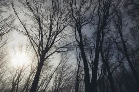 Tree branches against the sky and sun in forest Stock Photos