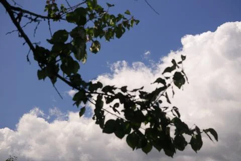 Tree branches against the sky. branches sway in the wind. Birch branches with Stock Photos