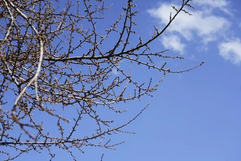 Tree branches against the sky, branches, sky, tree  Foto stock