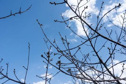 Tree branches against the sky, branches, sky, tree Stock Photos