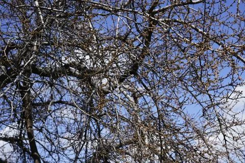 Tree branches against the sky, branches, sky, tree  Stock Photos