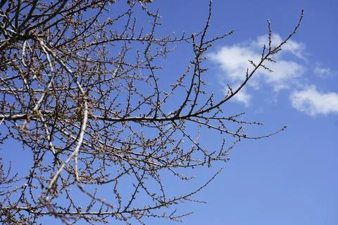 Tree branches against the sky, branches, sky, tree  Stock Photos