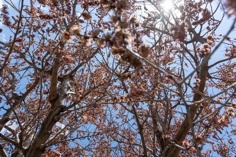 Tree branches against the sky, branches, sky, tree  Foto stock