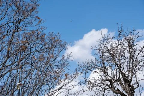 Tree branches against the sky, branches, sky, tree  Stock Photos
