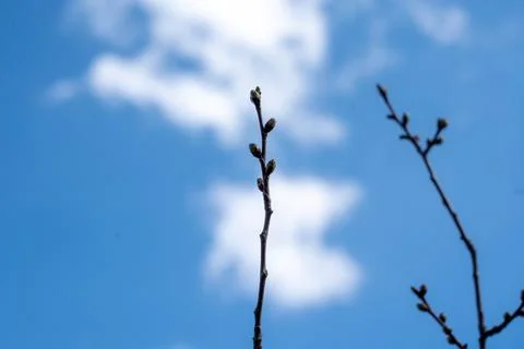 Tree branches against the sky, branches, sky, tree  Stock Photos