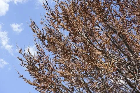Tree branches against the sky, branches, sky, tree  Stock Photos