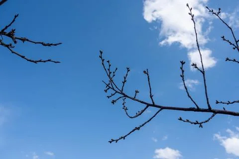 Tree branches against the sky, branches, sky, tree  Stock Photos