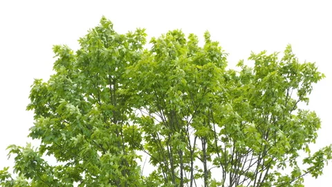 Tree branches against the sky Stock Footage 108892995
