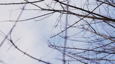 Tree branches against the sky Stock Footage 146504443