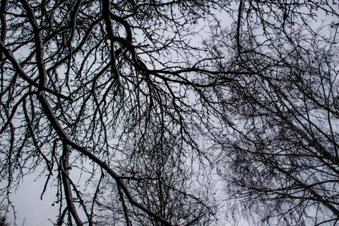 The tree branches against a sky. Looking up at the pattern of bare branches. Stock Photos