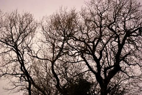 Tree branches against the sky Stock Photos
