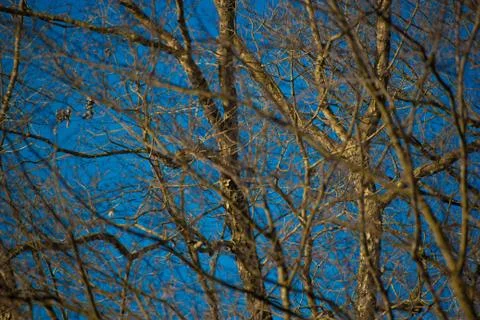 Tree Branches against sky Stock Photos