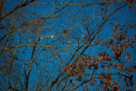Tree Branches against sky Stock Photos