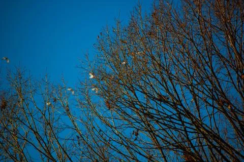 Tree Branches against sky Stock Photos