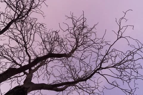 Tree branches against the sky Foto stock