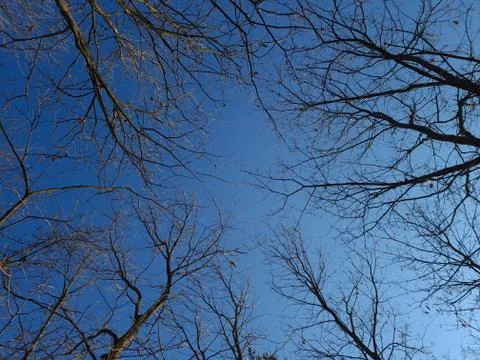 Tree branches against sky Stock Photos