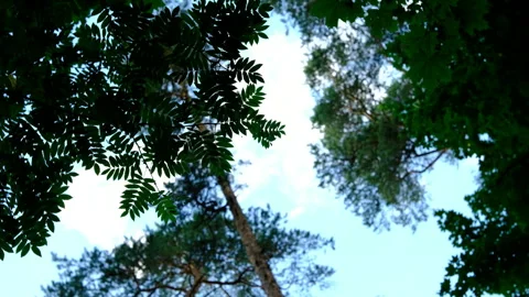 Tree branches against sky summer in forest, travel Video stock 283568778