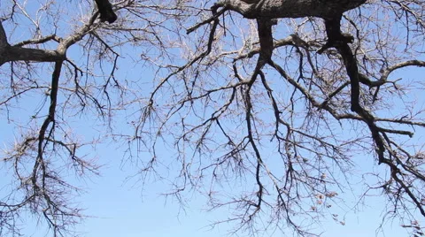Tree branches against the sky in the sun Stock Footage 60248634