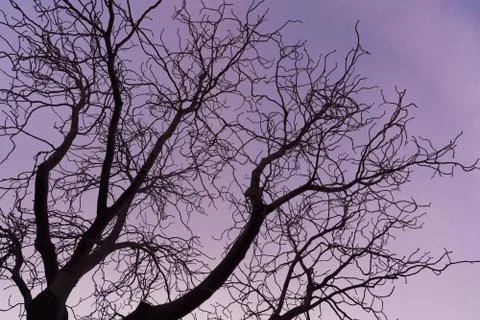 Tree branches against the sky at sunset Stock Photos