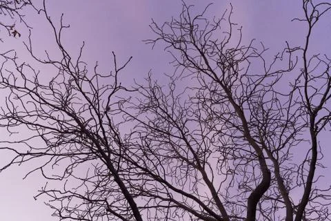Tree branches against the sky at sunset Stock Photos